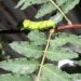 ぶどう山椒 アゲハの幼虫にフルボッコにされるorz